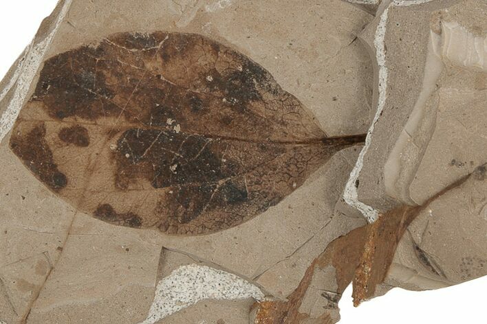 Fossil Leaf - McAbee Fossil Beds, BC #215730